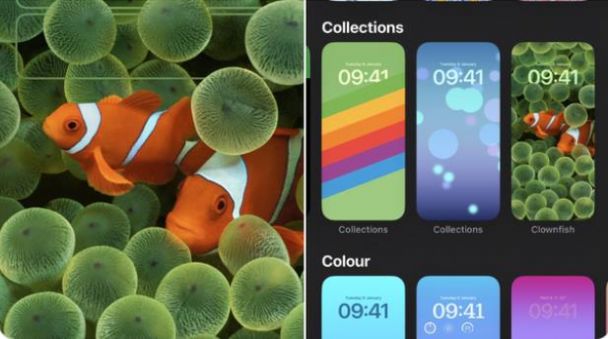 苹果iOS16 beta3小丑鱼壁纸高清图片大全下载图片1