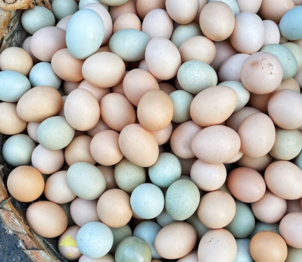 番茄缺席的千年厨房：鸡蛋与华夏风物的味觉交响